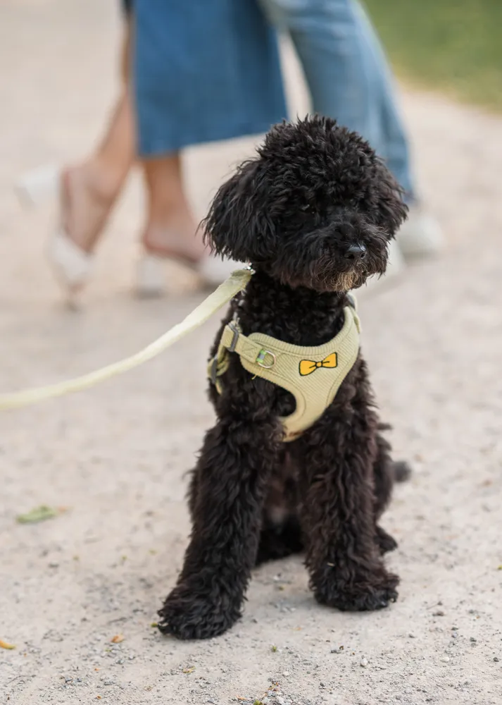 A small black poodle wearing a light green harness with a yellow bow, sitting on a gravel path, leash attached, looking attentively at the camera.